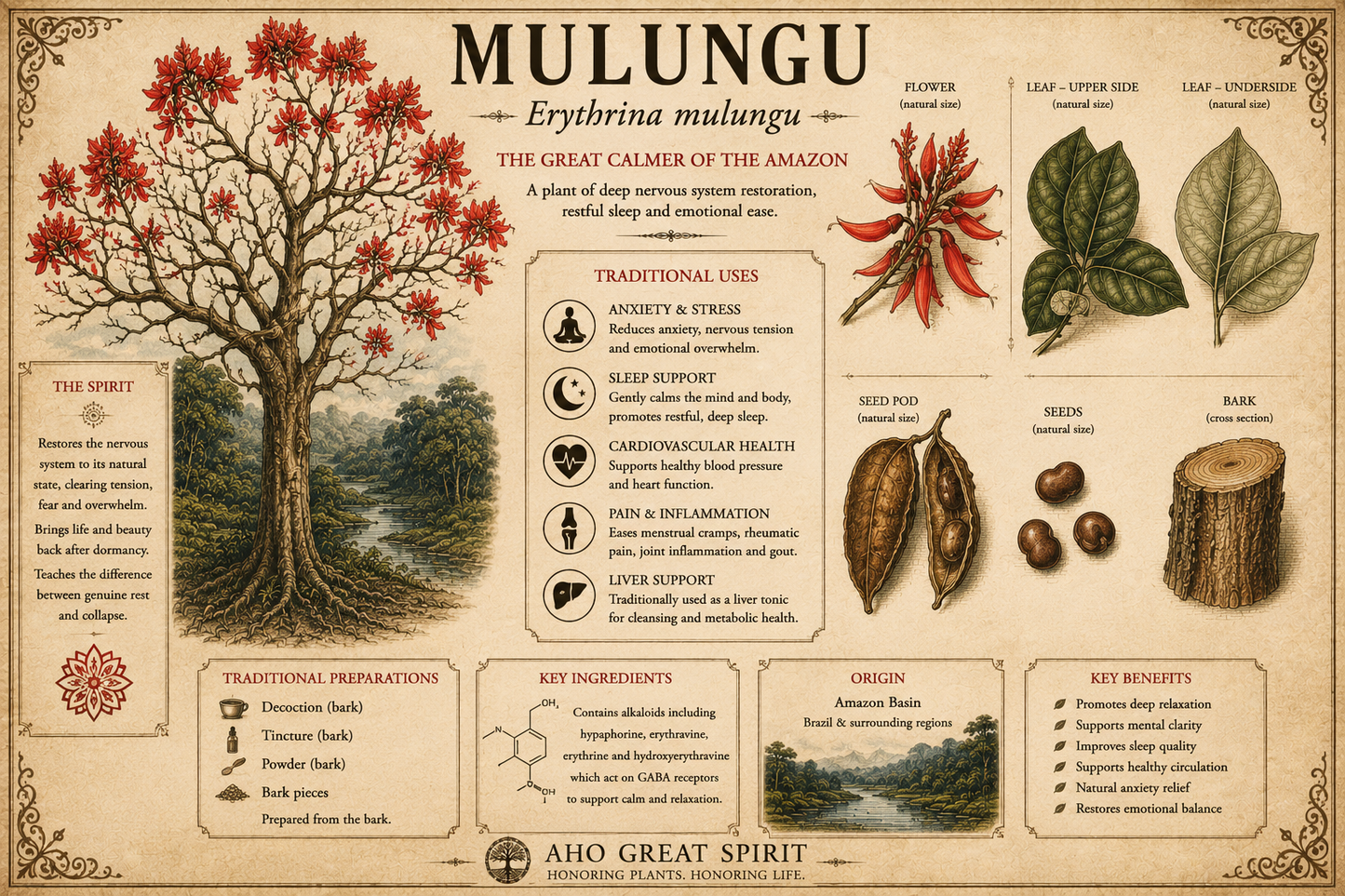 Mulungu (Erythrina mulungu) 1.2 sleep/ anxiety aid