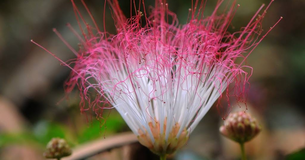 BOBINSANA 30.1 PASTE