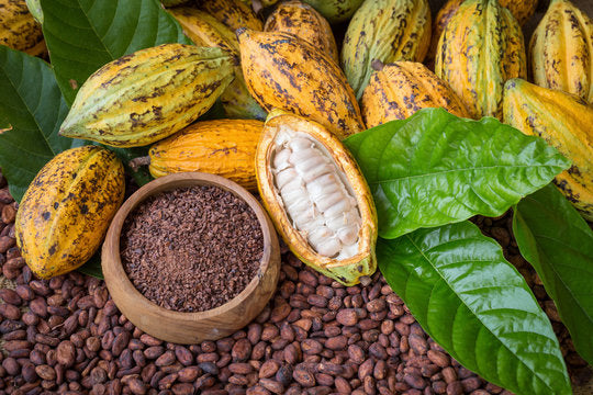 Bobinsana & cacao 1.2 Tincture