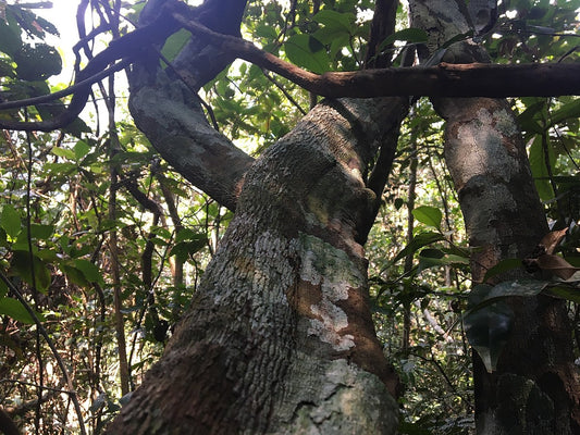 Motelo Sanango (Abuta grandifolia) Extract