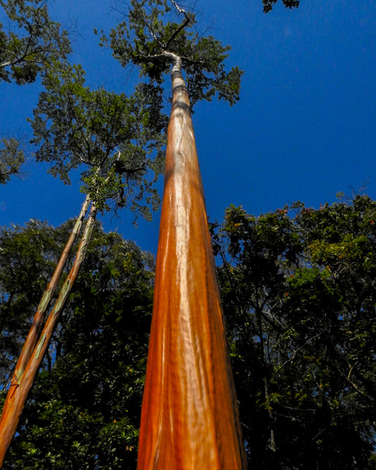 CAPIRONA - (Calycophyllum Spruceanum) Extract