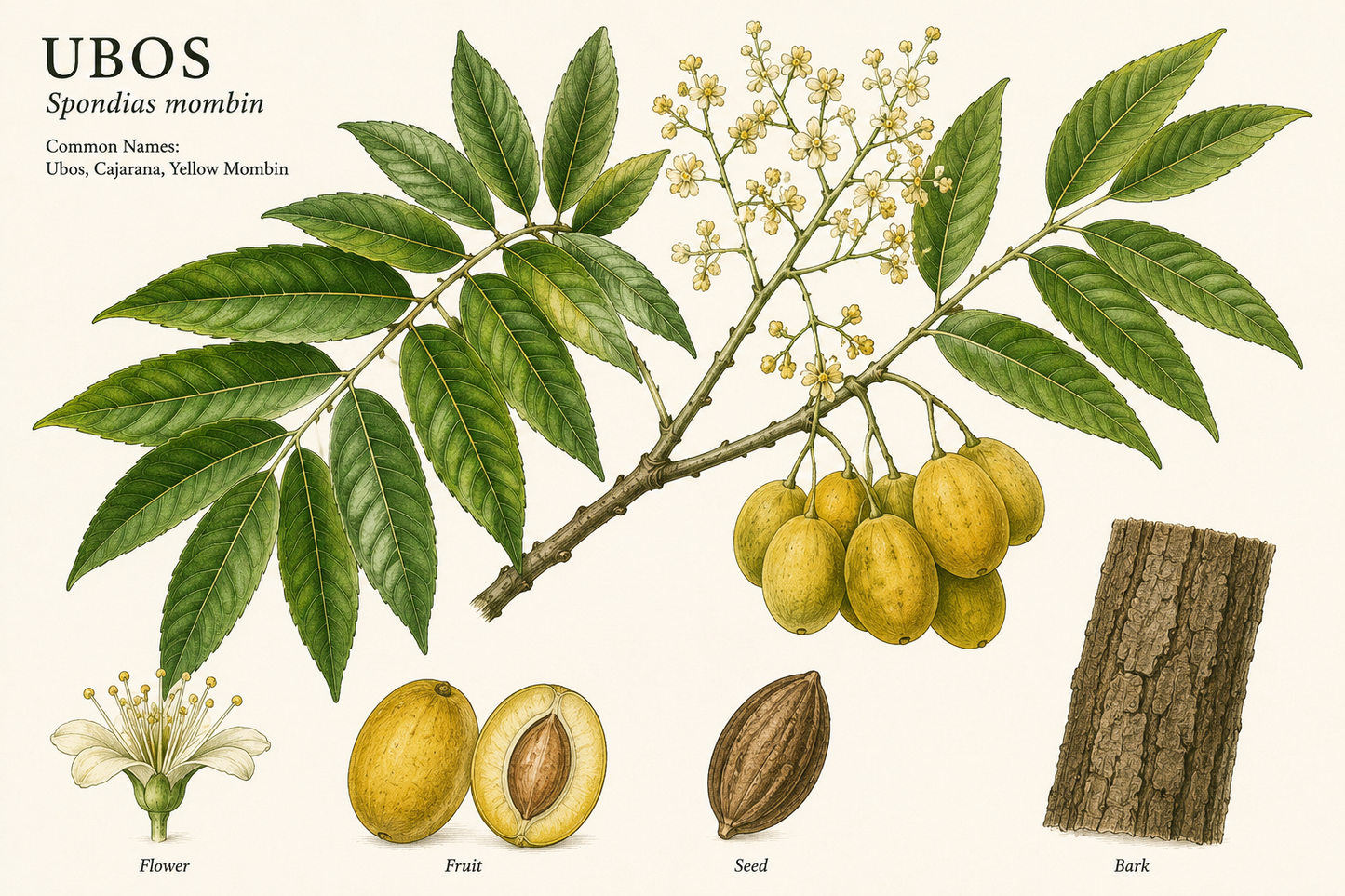 Ubos — (Spondias mombin) Bark Powdered