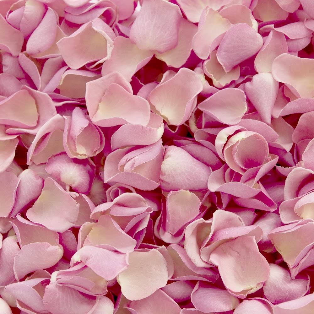 "Pink rose tincture" heart opening petals.