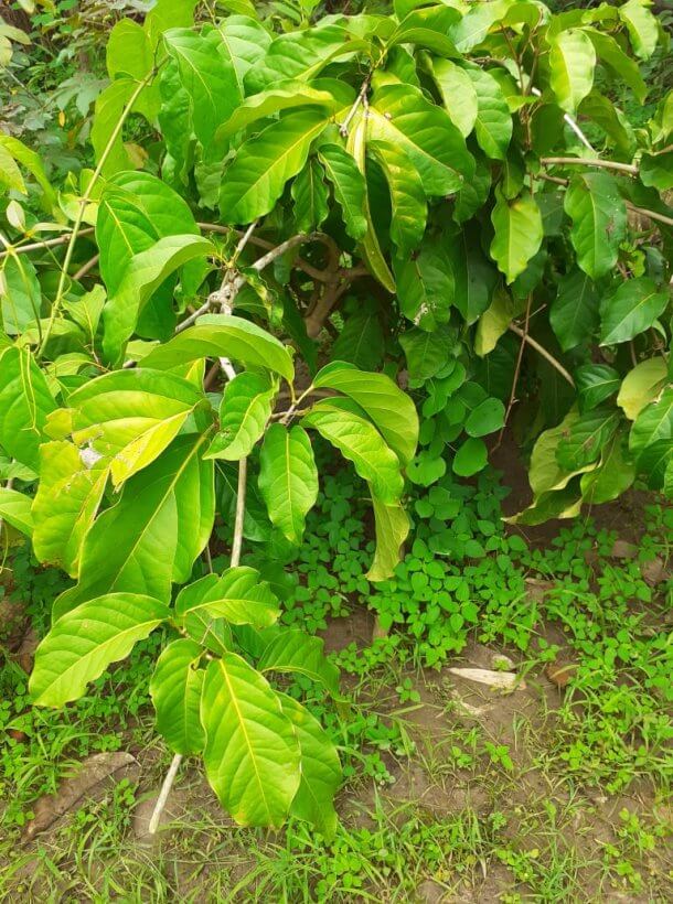 Ajo Sacha leaves (Mansoa alliacea)