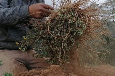 Chilcuague Spray (Heliopsis longipes)