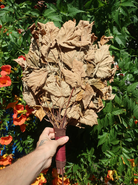 Maple Chakapa Shamanic Leaf Rattle