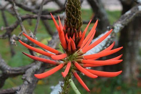Mulungu ( Erythrina mulungu ) flower amazonian
