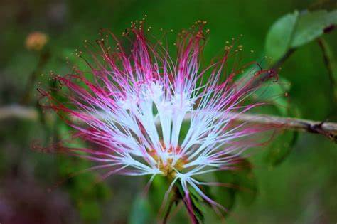 Bobinsana Flower plant dieta