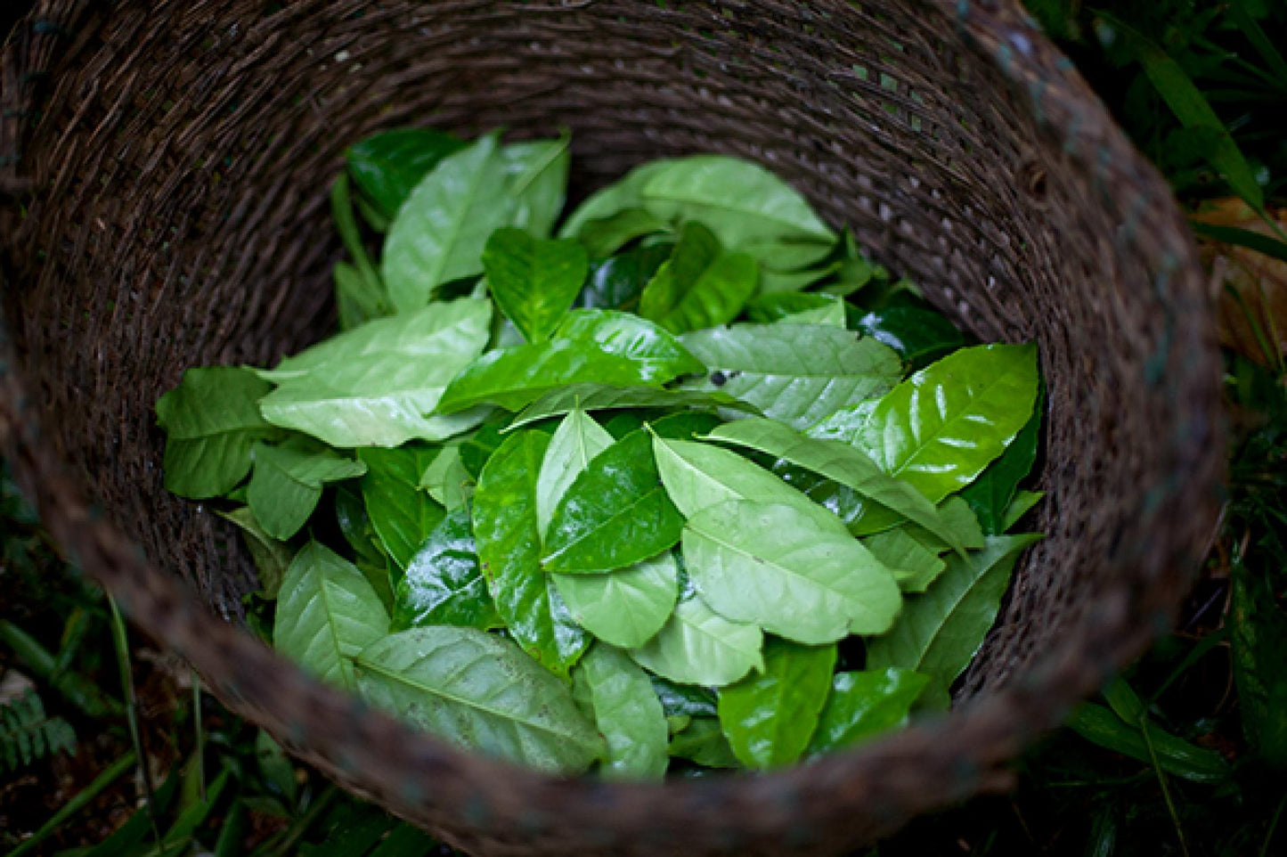 GUAYUSA Extract (Ilex Guayusa)