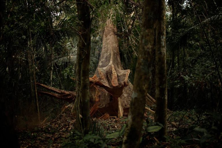 SHIWAWAKU (Cumaru, Dipteryx micrantha) 1.2