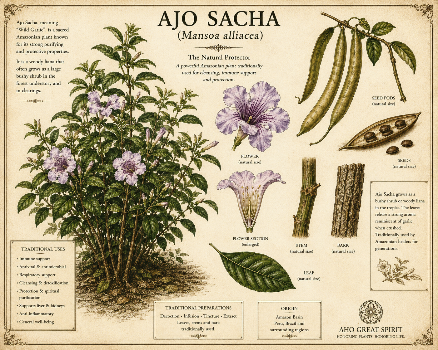 AJO SACHA (Mansoa alliacea)