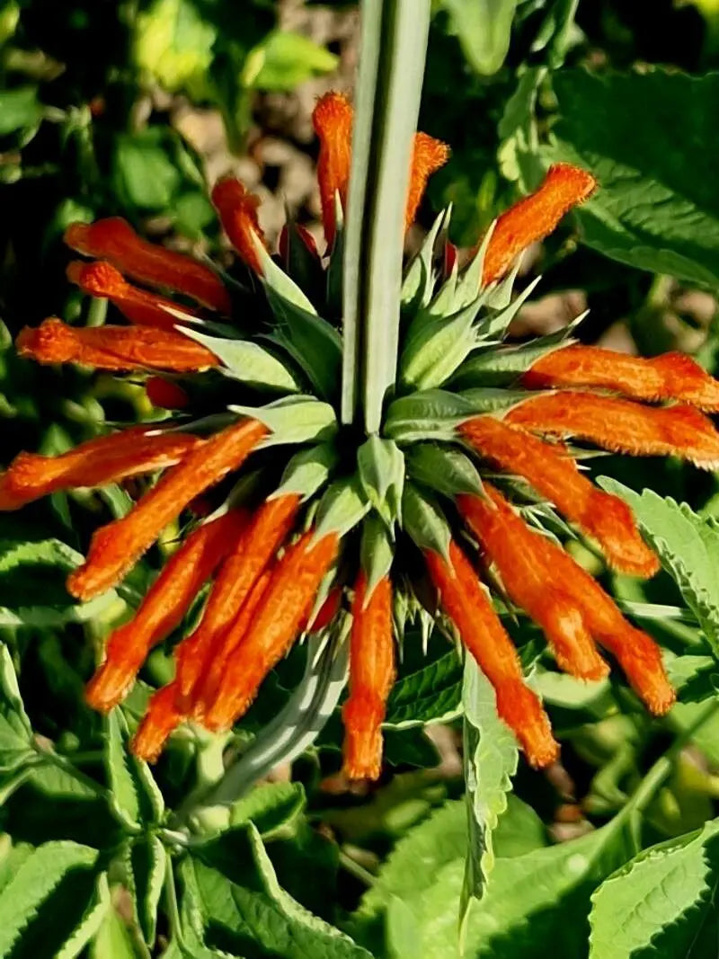 🌿 Klip Dagga (Leonotis nepetifolia)