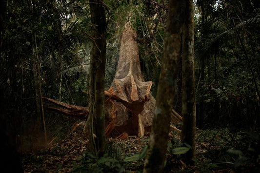 Shiwawaku and Mother vine Tincture 1.2