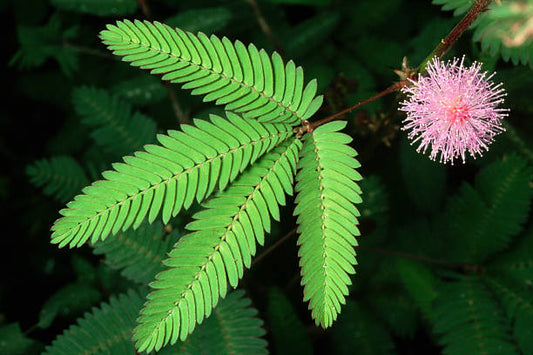 Tanti Rao - Mimosa pudica Tincture