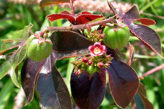 Piñón Colorado- Jatropha gossypiifolia