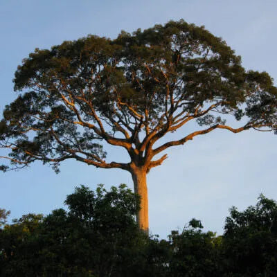 Ceiba pentandra lapuna blanca tree in teh amizon rainforest