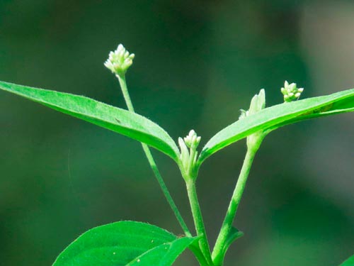 MAROSA (Pfaffia Iresinoides)
