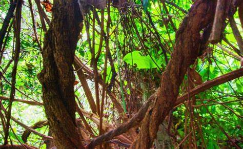 Exploring the Different Types of Banisteriopsis Caapi: A Journey into the Vine of the Amazon