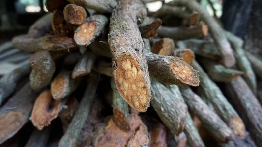 Banisteriopsis Caapi: A Guide to its Healing Powers and Sustainability