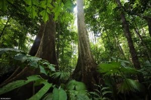 Why I Work With This Amazonian Master Vine Weekly