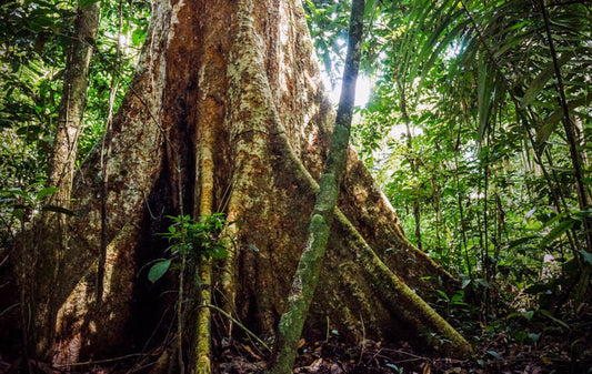 Seven Amazonian Roots: Ancient Jungle Medicine for Modern Healing