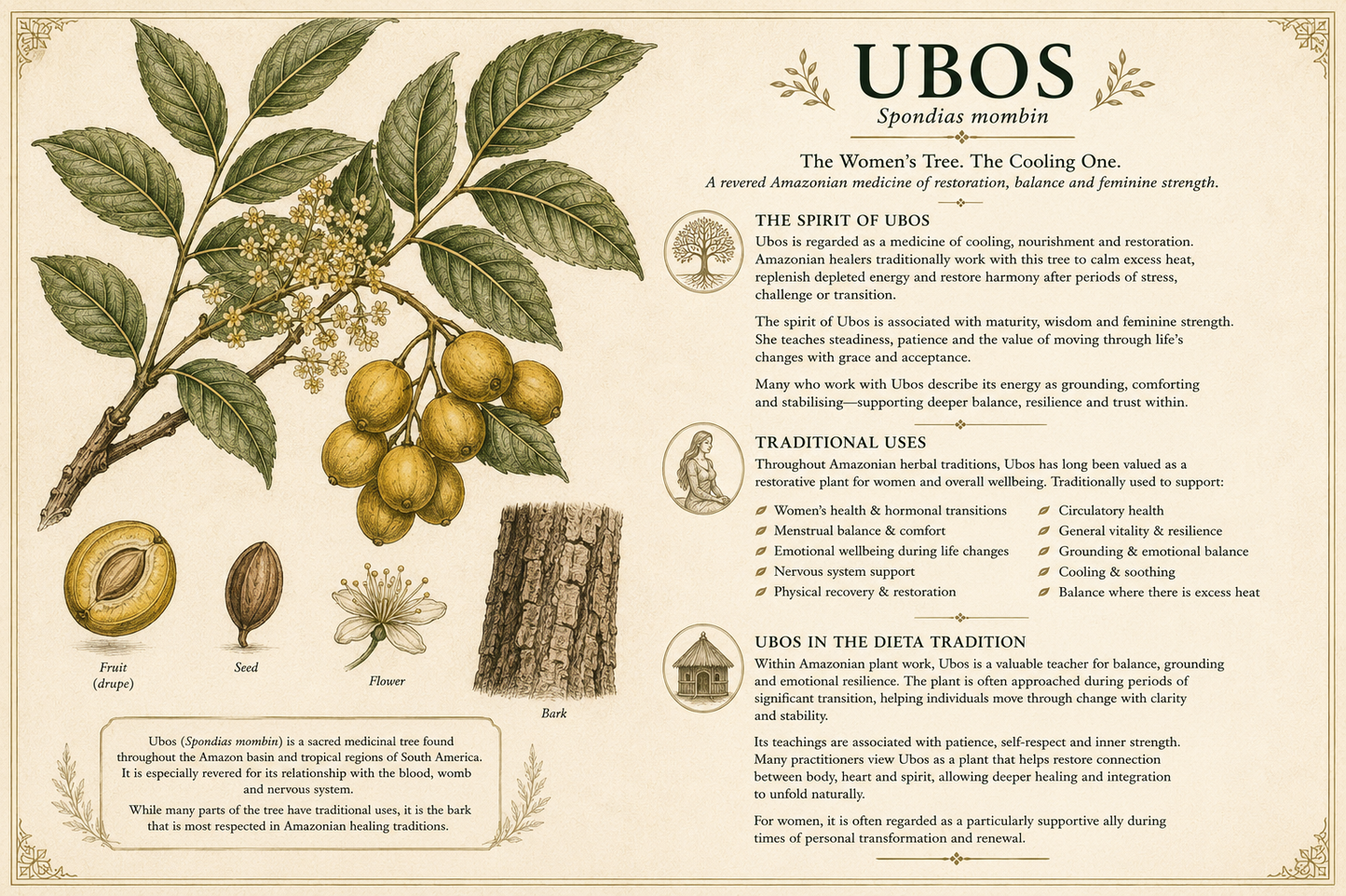 Ubos — (Spondias mombin) Bark Powdered