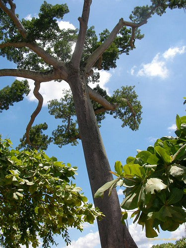 Lupuna Blanca — Ceiba pentandra  Powdered Bark