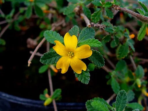 Damiana (Turnera diffusa) Extract 5:1