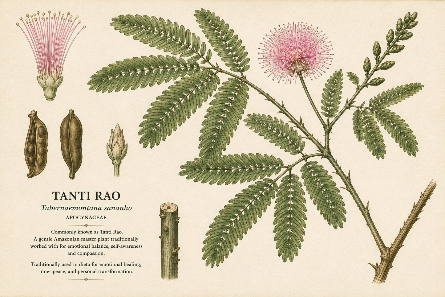 Tanti Rao - Mimosa pudica Tincture
