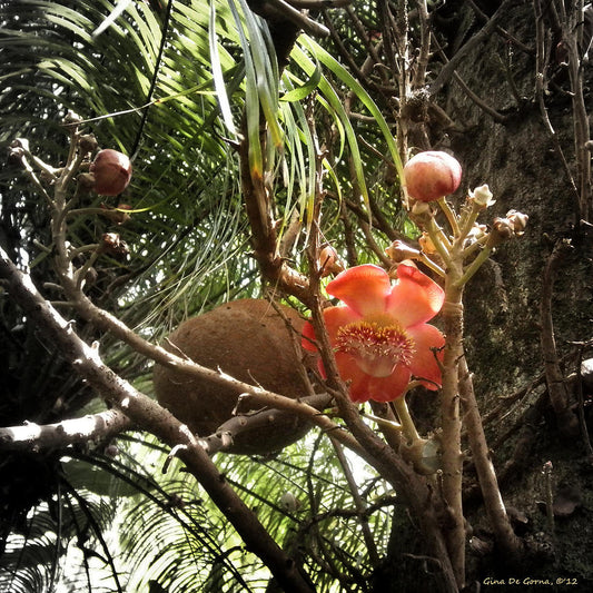 AYAHUMA (Couroupita guianensis)