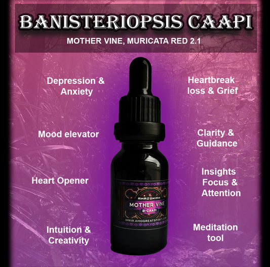 Mothervine Tincture Muricata Red 1.2