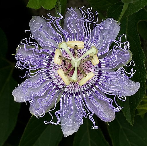 PASSION FLOWER EXTRACT