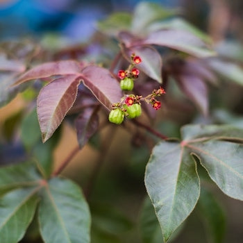 Piñón Colorado - Jatropha gossypiifolia powder