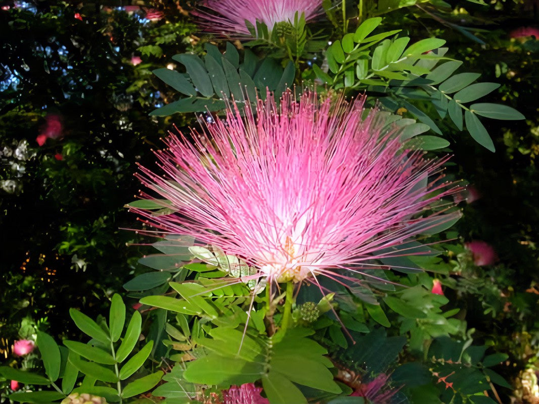 Bobinsana flower (Calliandra angustifolia) Amazon jungle