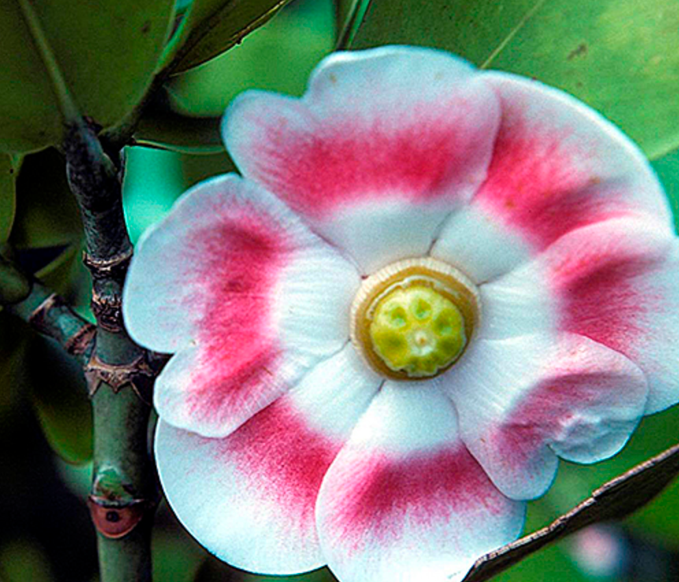 Renaquilla (Clusia rosea) 1:2 Tincture