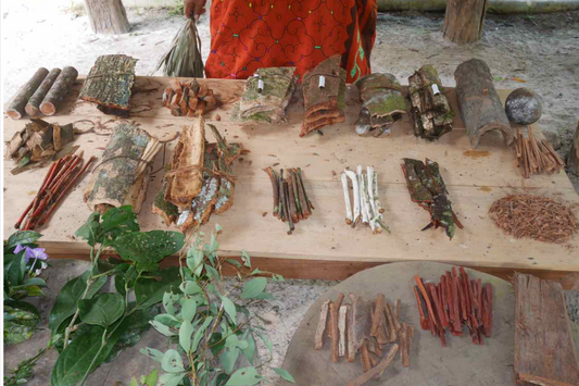 10 x Amazonian Plants Buddle