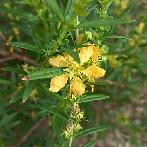 SINCICUICHI  Heimia salicifolia