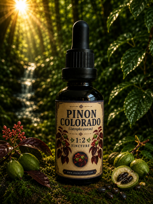 Piñón Colorado- Jatropha gossypiifolia