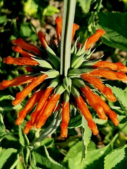 🌿 Klip Dagga (Leonotis nepetifolia)